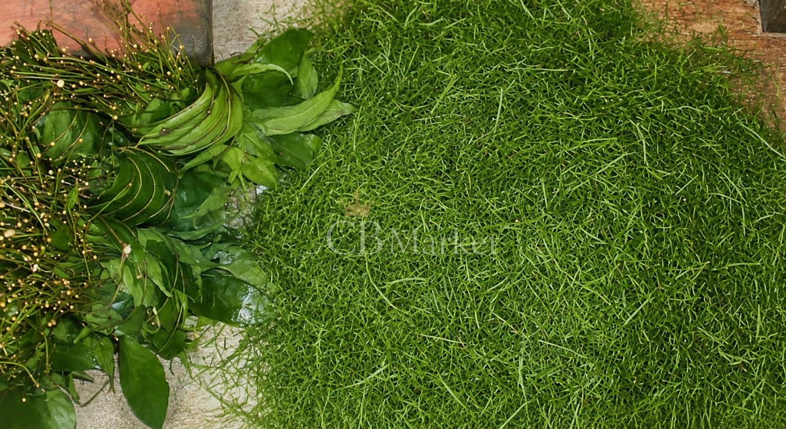 Okok-Blätter – 22 €/Karton (~2 kg)