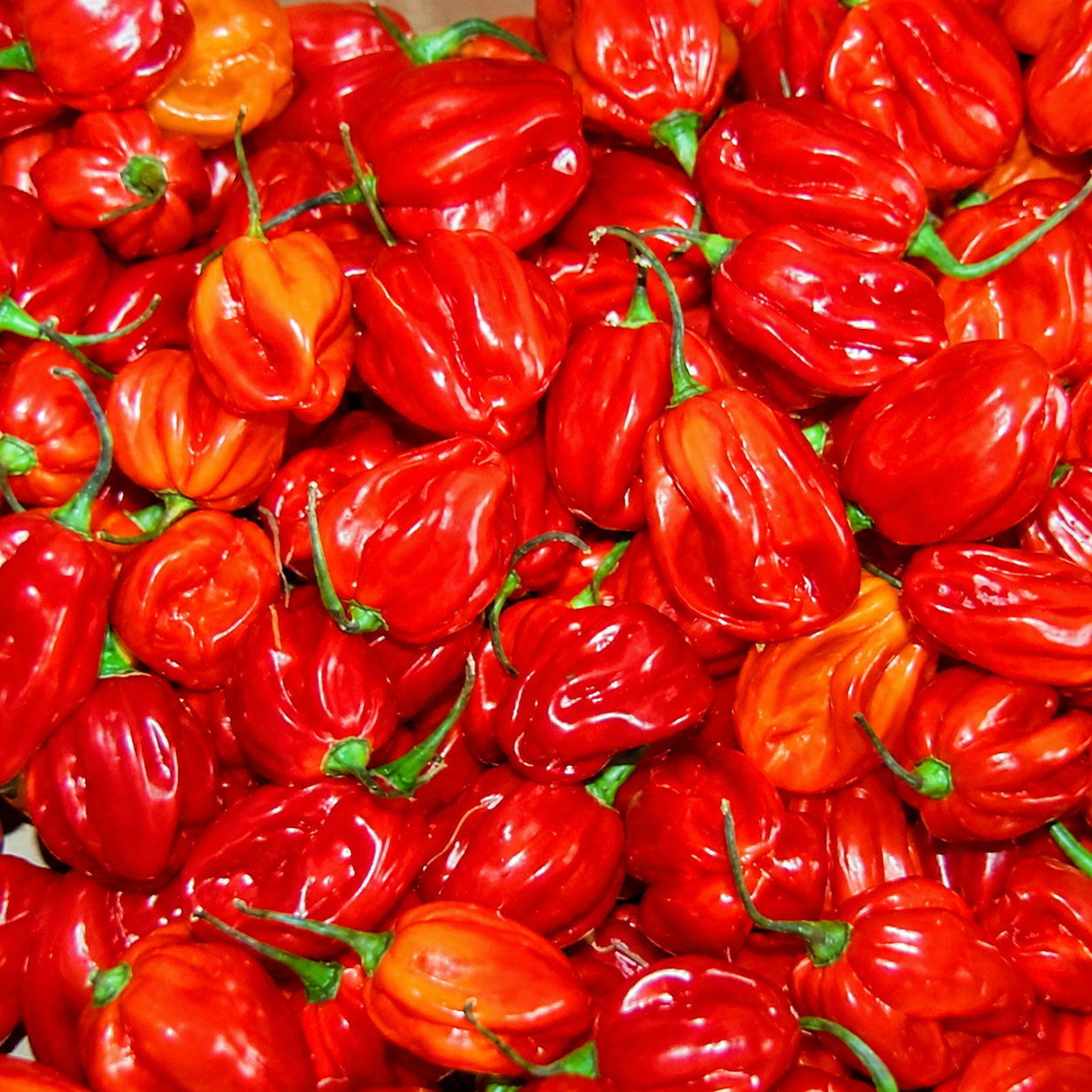 Moungo Chili Pepper 1kg